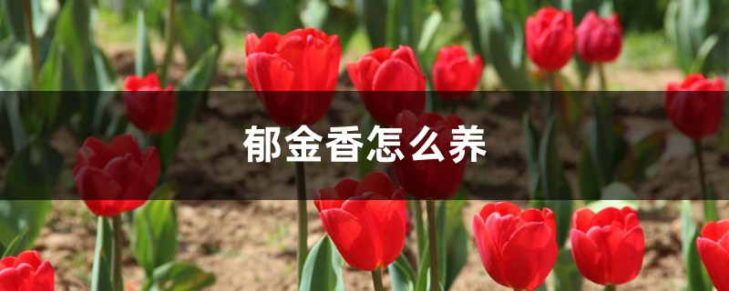 郁金香怎么养