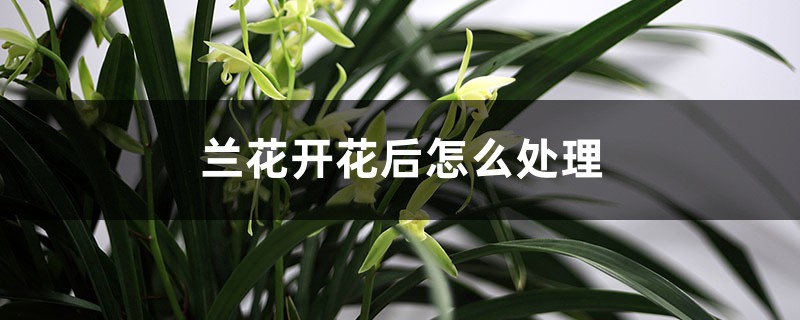 兰花开花后怎么处理