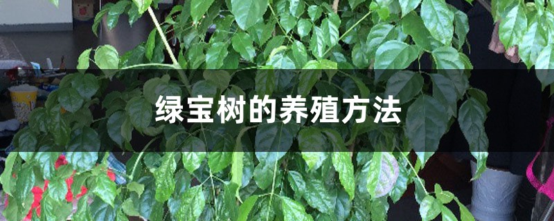 绿宝树的养殖方法和注意事项大全