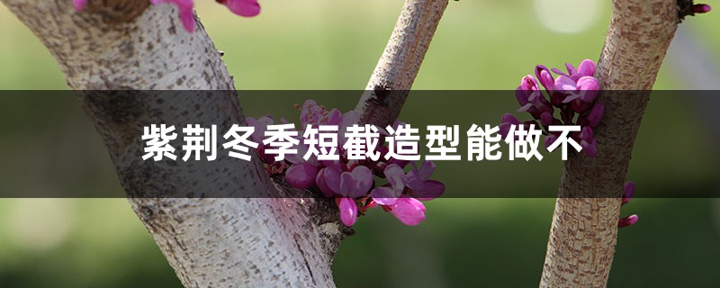 紫荆冬季短截造型能做不，冬季注意事项