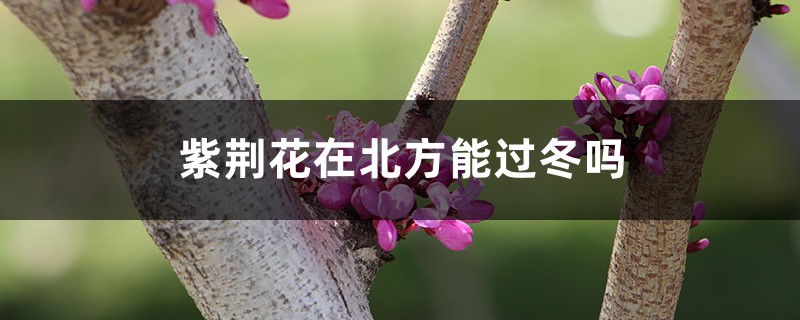 紫荆花在北方能过冬吗，有什么越冬的措施