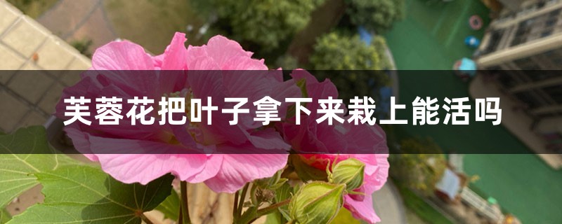 芙蓉花把叶子拿下来栽上能活吗，繁殖方法