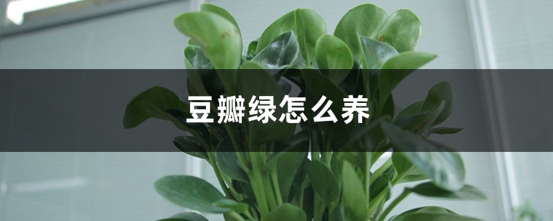 豆瓣绿怎么养