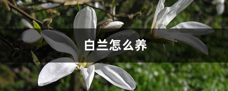 白兰怎么养