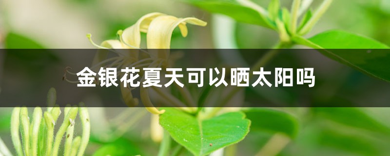 金银花夏天可以晒太阳吗，夏天怎么养护