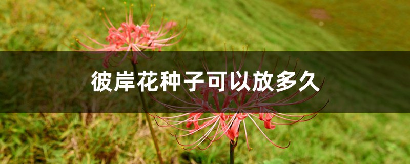 彼岸花种子可以放多久，播种期是什么时候