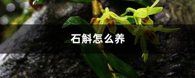 石斛怎么养