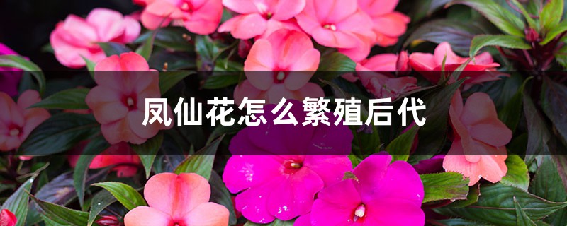 凤仙花怎么繁殖后代，种子怎么处理