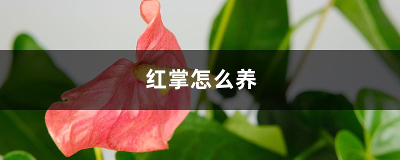 红掌怎么养