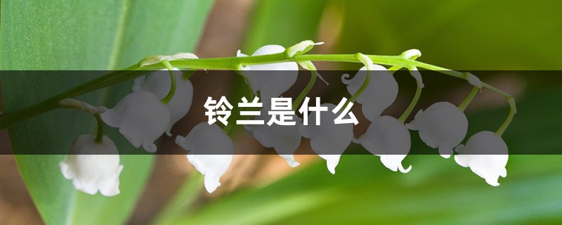 铃兰是什么，怎么繁殖