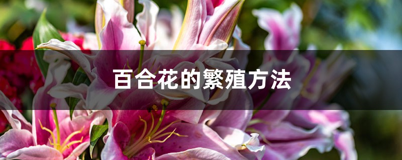 百合花的繁殖方法