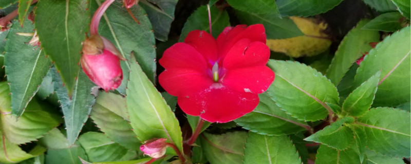 凤仙花怎么传播种子，怎么种