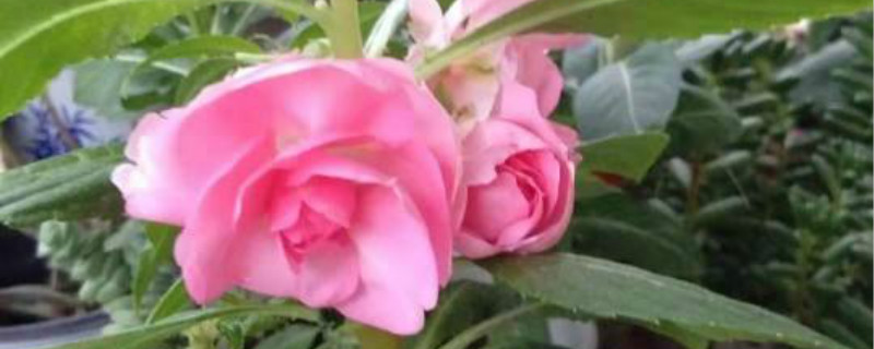 凤仙花花期多长，花期要不要施肥
