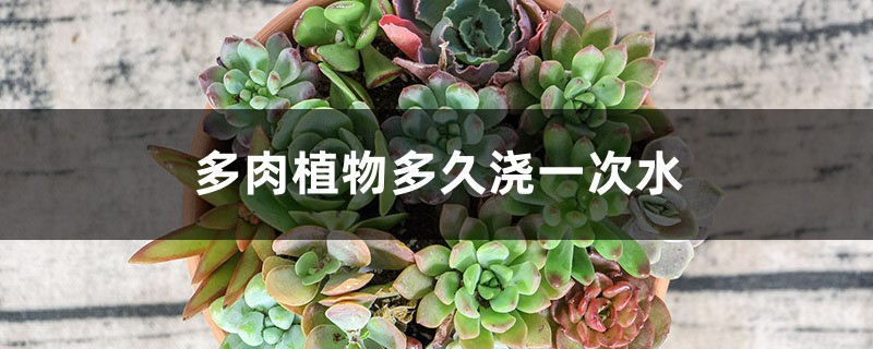 多肉植物多久浇一次水