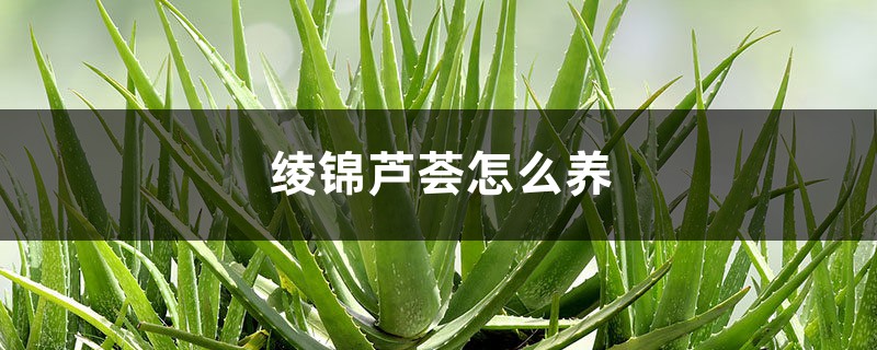 绫锦芦荟怎么养