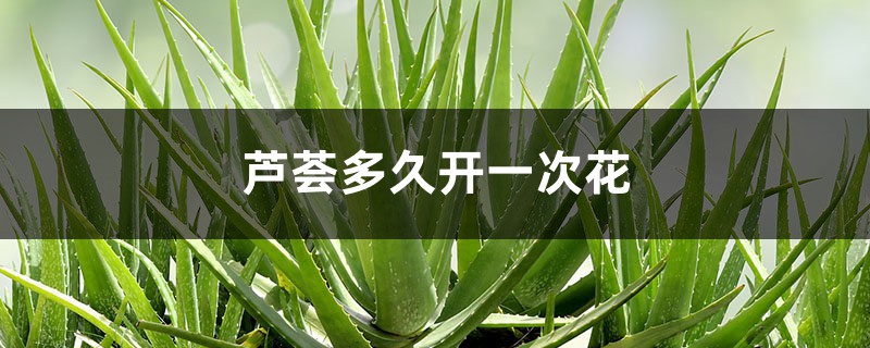 芦荟多久开一次花