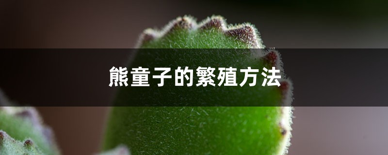 熊童子的繁殖方法