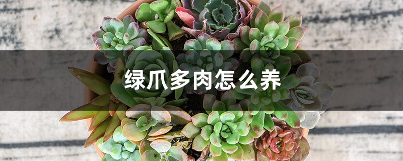 绿爪多肉怎么养，怎么繁殖
