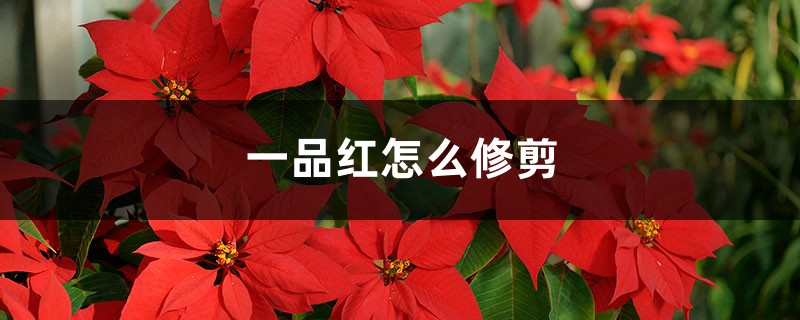 一品红怎么修剪，什么时候剪枝