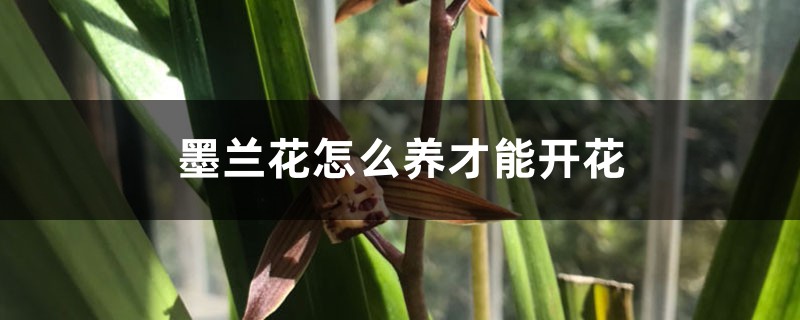 墨兰花怎么养才能开花