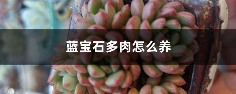 蓝宝石多肉怎么养，和红宝石有什么区别