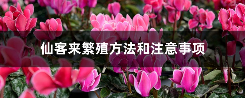 仙客来繁殖方法和注意事项，繁殖的主要方式