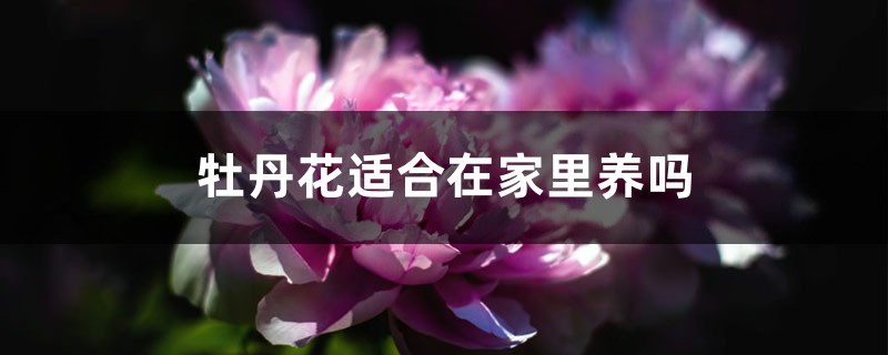 牡丹花适合在家里养吗（附家养要点）