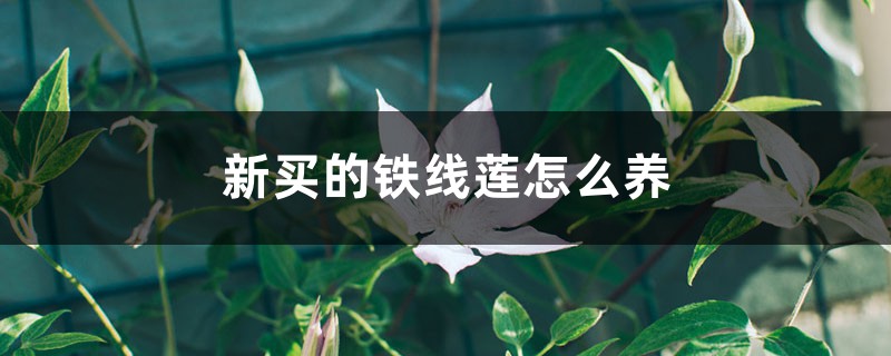 新买的铁线莲怎么养