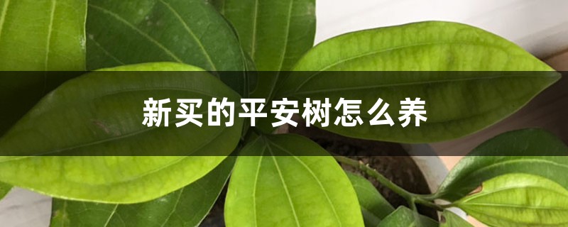 新买的平安树怎么养