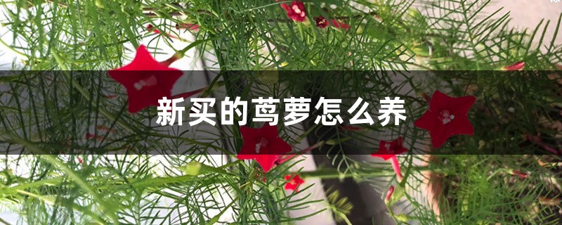 新买的茑萝怎么养