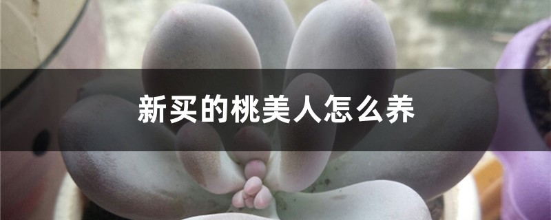 新买的桃美人怎么养