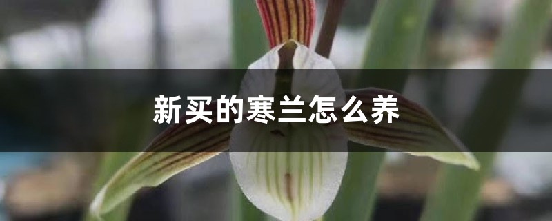 新买的寒兰怎么养