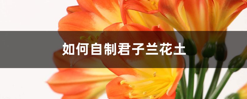 如何自制君子兰花土