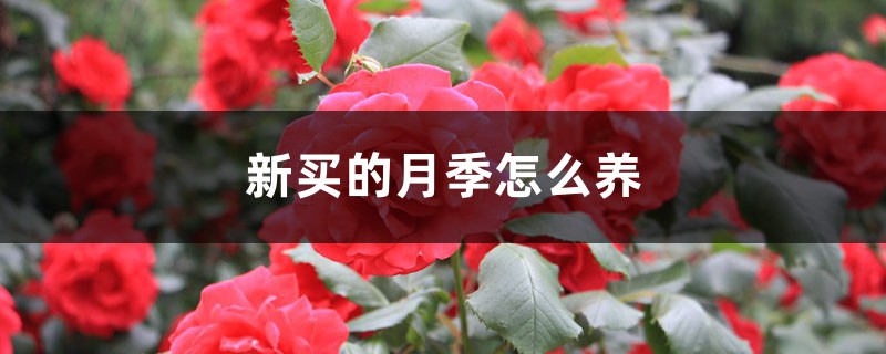 新买的月季怎么养