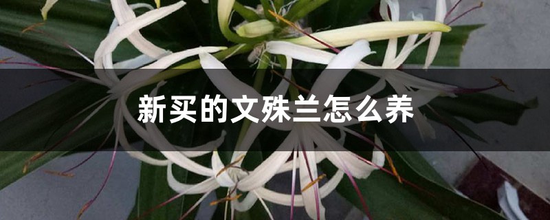 新买的文殊兰怎么养