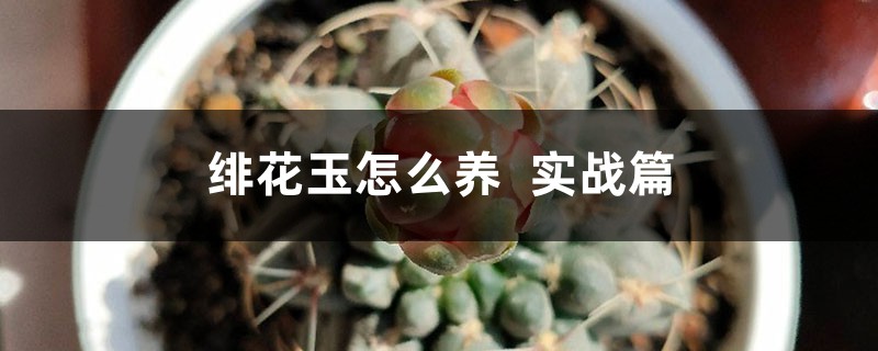 绯花玉怎么养实战篇