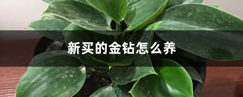 新买的金钻怎么养