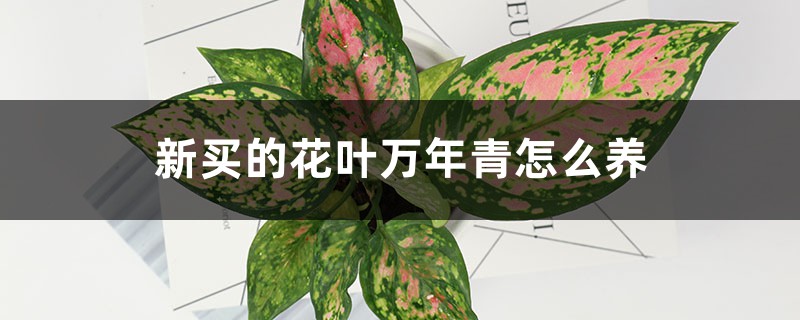 新买的花叶万年青怎么养