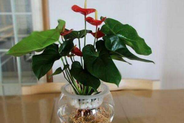 火鹤花有毒吗