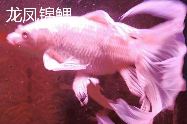 龙凤锦鲤和蝴蝶鲤区分