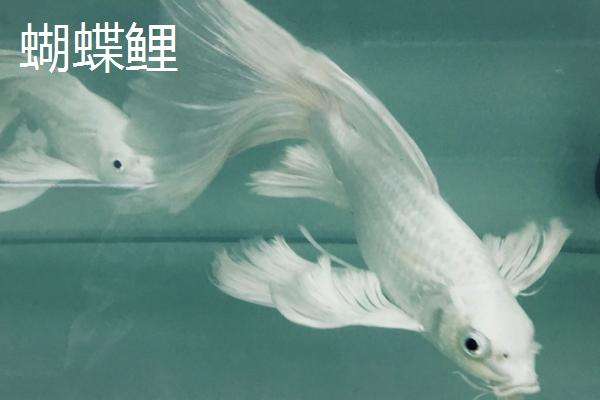 龙凤锦鲤和蝴蝶鲤区分