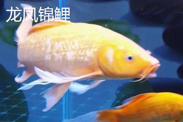 龙凤锦鲤和蝴蝶鲤区分