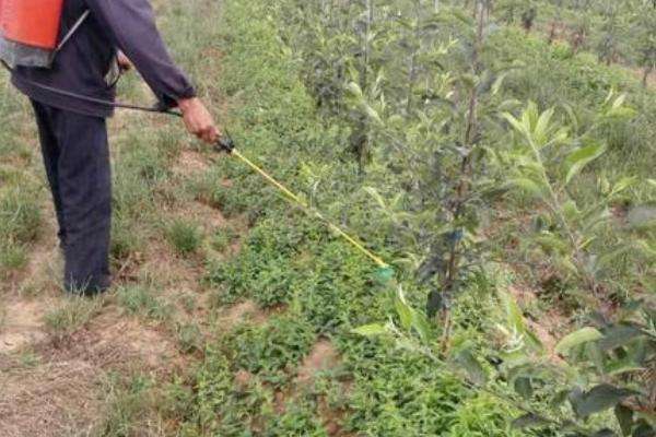 草甘膦除草剂使用方法及注意事项