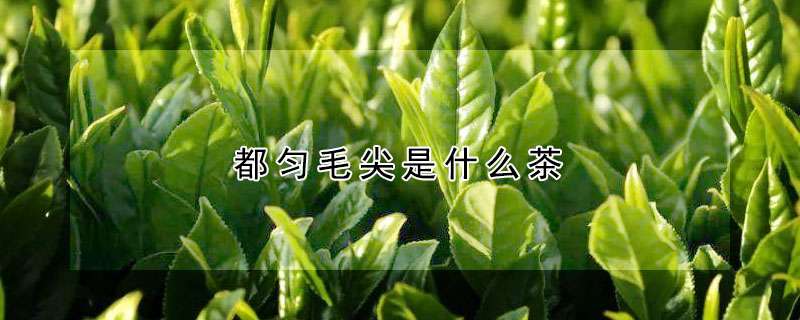 都匀毛尖是什么茶