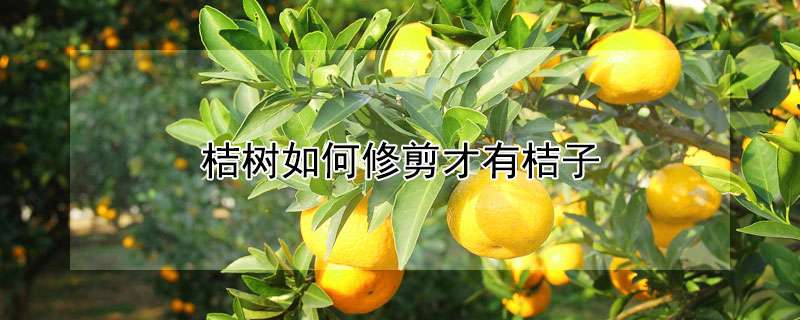 桔树如何修剪才有桔子