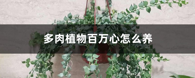 多肉植物百万心怎么养