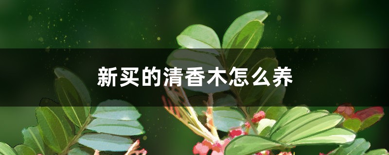 新买的清香木怎么养