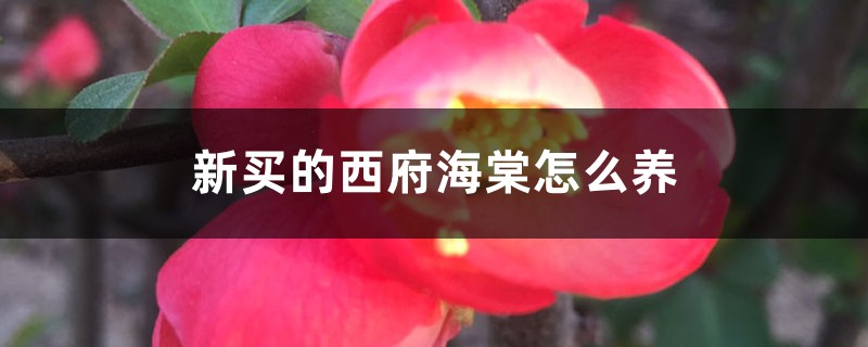 新买的西府海棠怎么养