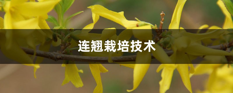 连翘栽培技术，栽培与管理