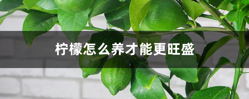 柠檬怎么养才能更旺盛
